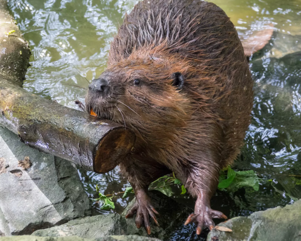 Deep pool on Butte Creek