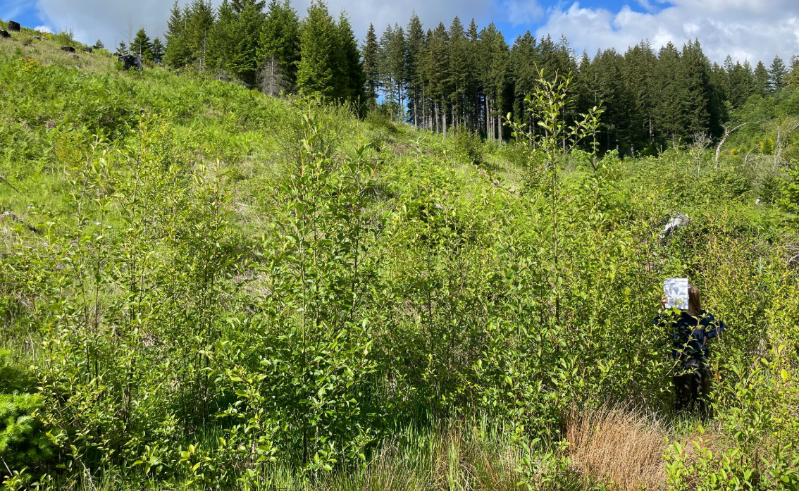 Alder overtopping Emma at fire recovery site