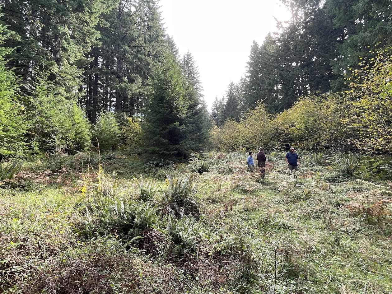 Silver Falls meadow with trees encroaching