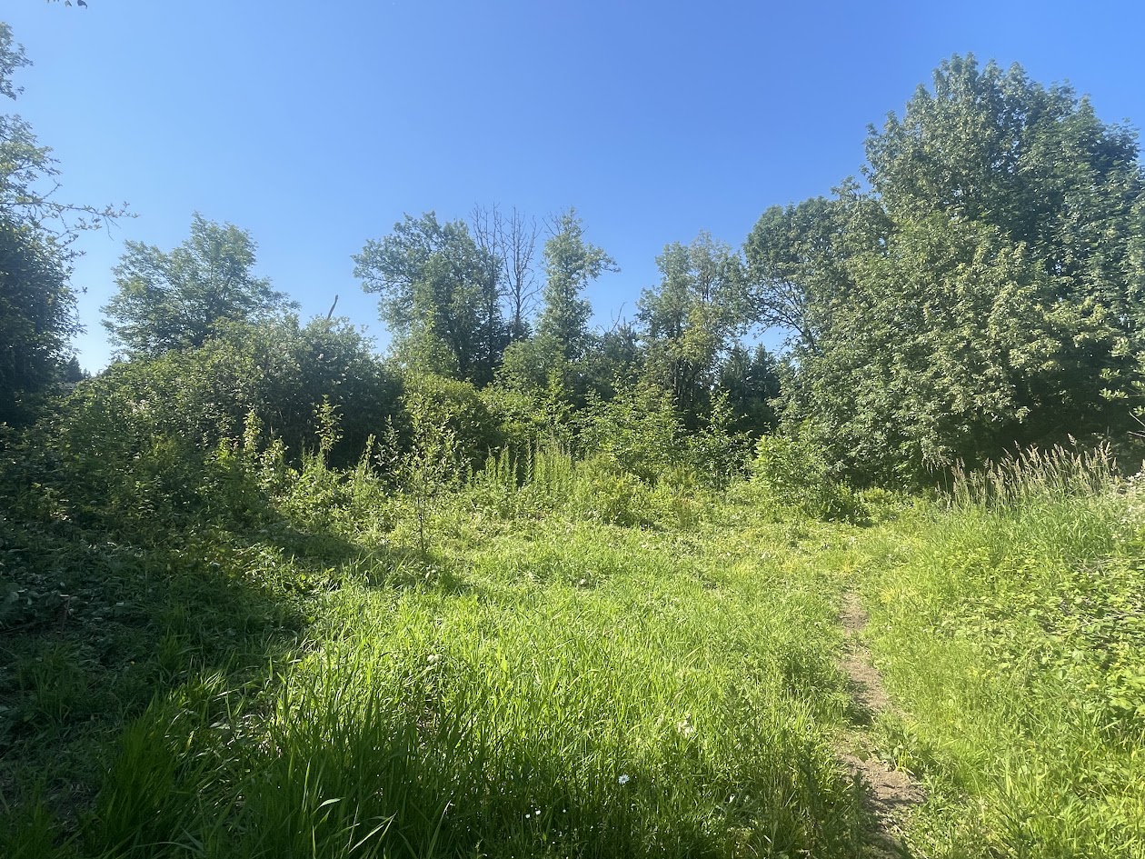 Native plants growing at aurora Mills